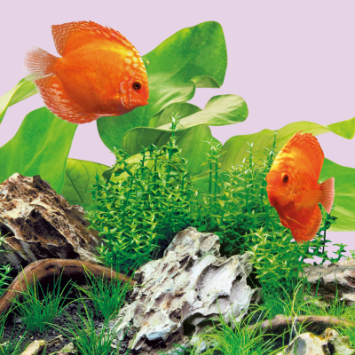 ŚWIETLÓWKA COLOUR LED 1200MM
